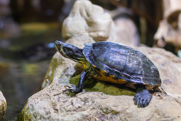 Red-eared slider close-up on rock Trachemys scripta elegans