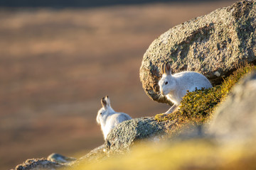 Mountain hares x 2, Lepus timidus, in full winter moult/coat in direct sunlight resting on a snowless slope during December/winter in Scotland. - 312658135