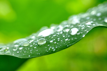 Water drops on a leaf.