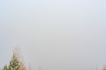 Tops of coniferous trees of firs yellow and green stand in a white shroud of fog in the autumn in the morning in the taiga of Yakutia.