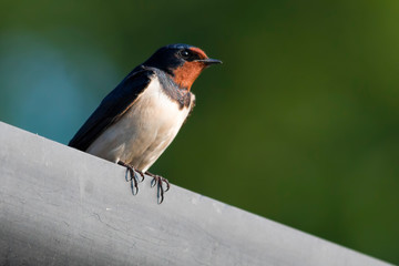 swallow up close