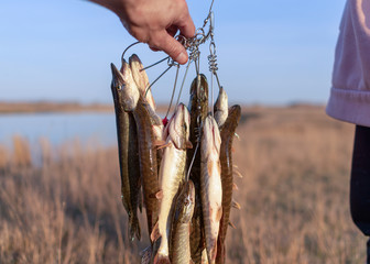 The hand of the fisherman holding a caught fish a lot of pike hanging Kukan on the background of...