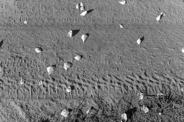 Black-and-white photo Print a trace of the tires from the car on dry ground with autumn leaves and grass.