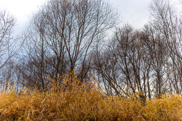 Fototapeta premium The bare branches of willow trees overhang the yellow grass in autumn.