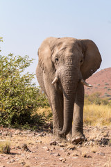 Fototapeta na wymiar Elephants are mammals of the family Elephantidae and the largest existing land animals.