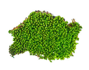 Green moss on white background