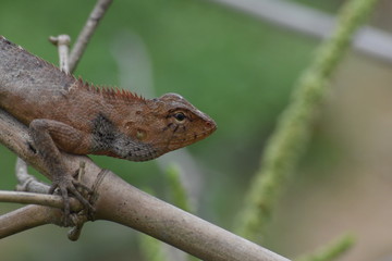 Garden lizard (Calotes versicolor) in Vietnam