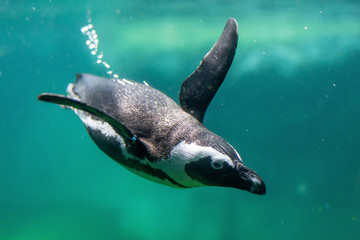 Banded penguin dives wings spread close-up