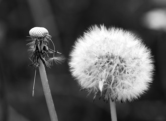 Löwenzahn im Garten