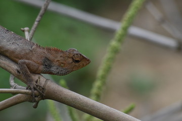 Garden lizard (Calotes versicolor) in Vietnam