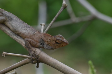 Garden lizard (Calotes versicolor) in Vietnam