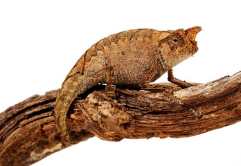 Perinet leaf chameleon / Stummelschwanzchamäleon (Brookesia therezieni) © bennytrapp