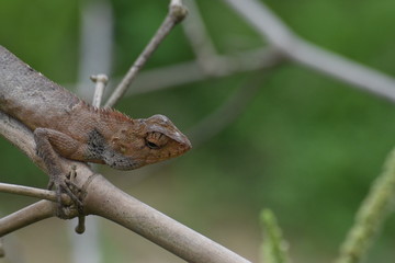 Garden lizard (Calotes versicolor) in Vietnam