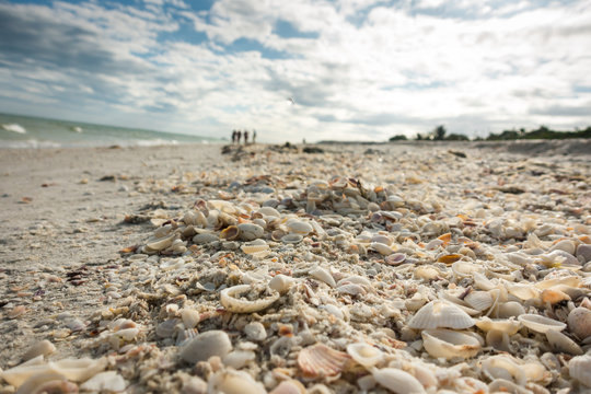 Closeup of shell beach with thousands of shells for collecting at Sanibel Island