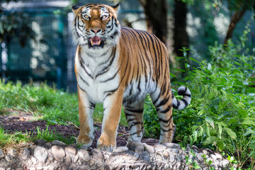 Fototapeta premium tiger