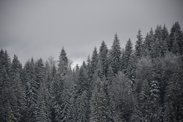 Winter landscape 