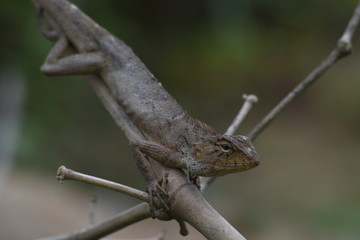 Garden lizard (Calotes versicolor) in Vietnam