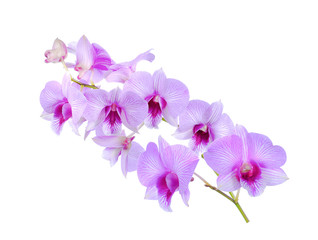 Obraz na płótnie Canvas Purple (Violet) orchid on white