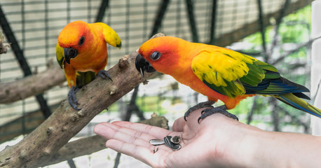group of sun conure, parrot bird on local zoo (wine village), songkhla, Thailand