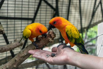 group of sun conure, parrot bird on local zoo (wine village), songkhla, Thailand