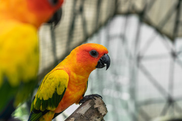 group of sun conure, parrot bird on local zoo (wine village), songkhla, Thailand