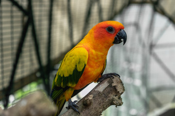 group of sun conure, parrot bird on local zoo (wine village), songkhla, Thailand