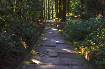 森林の中の小道