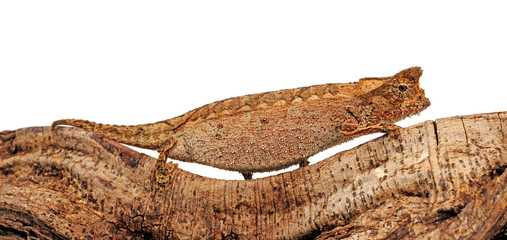 Perinet leaf chameleon / Stummelschwanzchamäleon (Brookesia therezieni) © bennytrapp