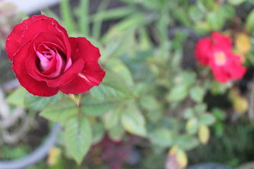 field of red roses (Rosaceae)
