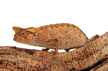 Perinet leaf chameleon / Stummelschwanzchamäleon (Brookesia therezieni) © bennytrapp