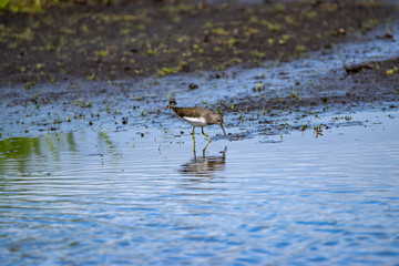 Chevalier cul-blanc Tringa ochropus limicoles famille des Scolopacidae dans les marais poitevin france