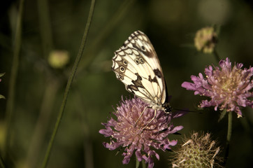 Marbled White