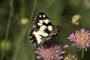 Marbled White