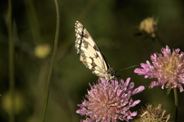 Marbled White