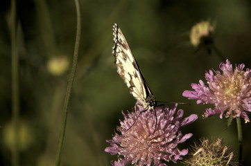 Marbled White