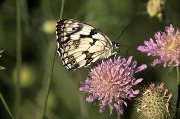 Marbled White