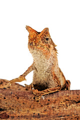 Perinet leaf chameleon / Stummelschwanzchamäleon (Brookesia therezieni) © bennytrapp