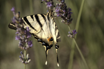 Iphiclides podalirius; scarce swallowtail butterfly in rural Tuscany