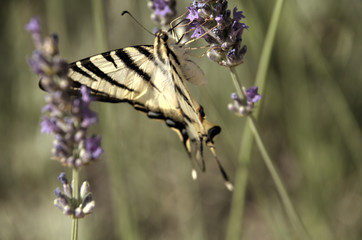 Iphiclides podalirius; scarce swallowtail butterfly in rural Tuscany