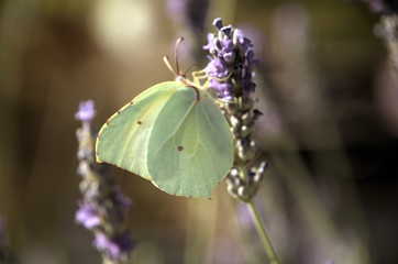 Brimstone Butterfly (Gonepteryx rhamni) feeding on lavender in Tuscan garden