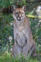 Puma facing camera