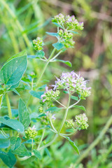 Closeup of Oregano flowers (Origanum vulgare)