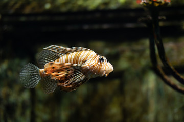 Lion fish in an aquarium