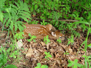 Baby fawn trying to hide