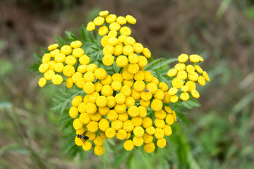 Closeup of Common Tansy flowers (Tanacetum vulgare)