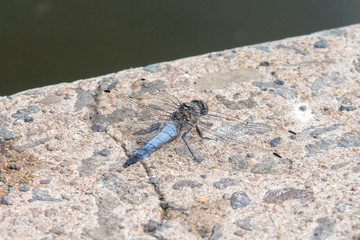Closeup of male Black-tailed skimmer (Orthetrum cancellatum)