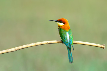 Asian Green Bee-eater perched on a branch at Khaoyai National Park, Thailand