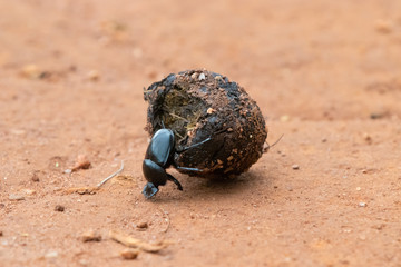 dung beetle