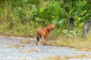 Dhole or Asian wild dogs walk at Khao yai national park,Thailand