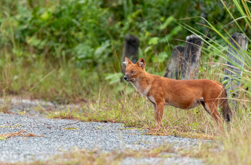 Dhole or Asian wild dogs walk at Khao yai national park,Thailand